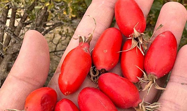 Ağrı'da doğal lezzetin peşinden dağlara çıkılıyor