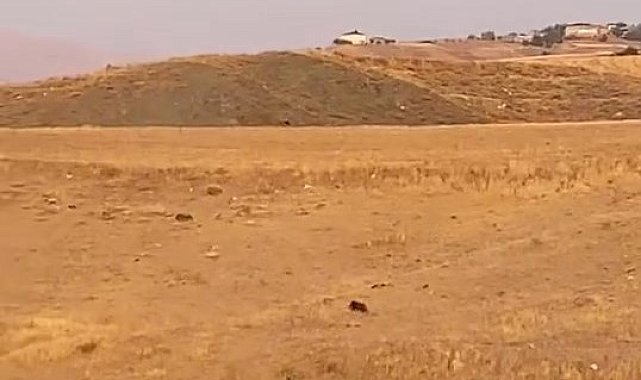 Elazığ'da aç kalan domuz köye indi