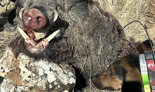 Elazığ'da avcılar 300 kiloluk domuz avladı