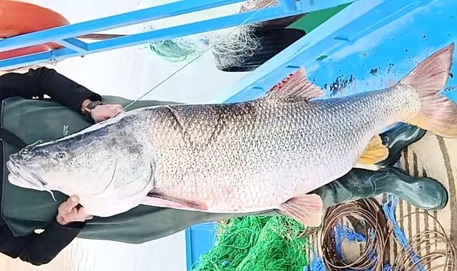 Elazığ'da balıkçının ağına 46 kiloluk turna balığı takıldı