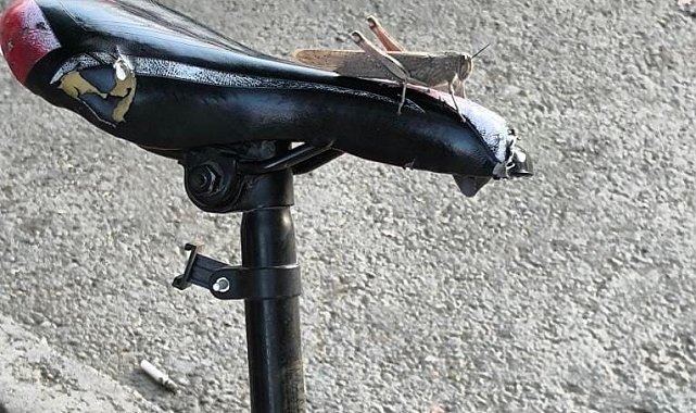 Elazığ'da dev etçil çekirge görüldü