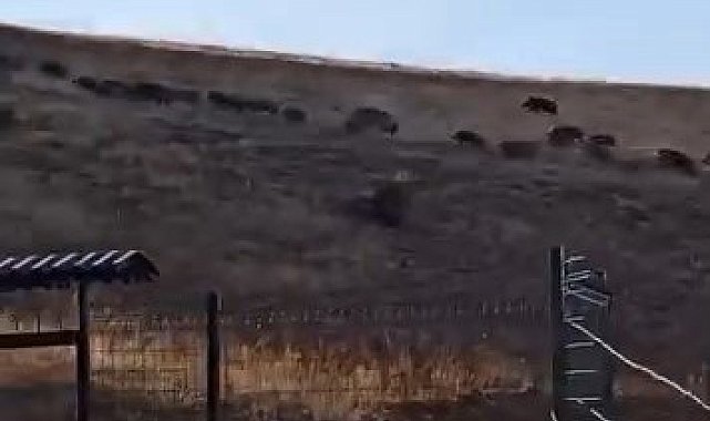Elazığ'ın yüksek kesimlerinde domuz sürüleri görüldü