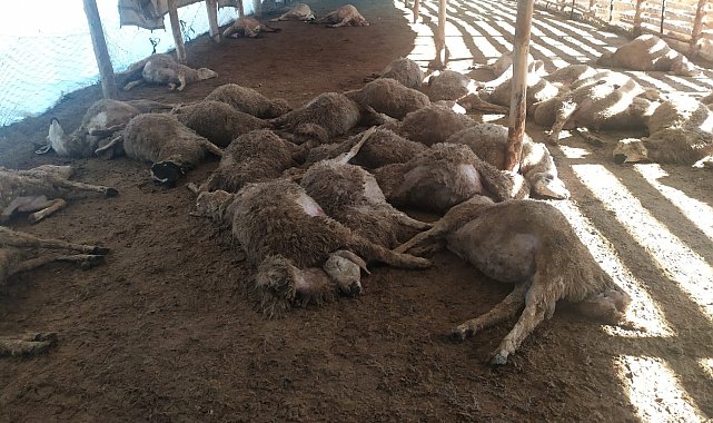 Erzincan'da 86 koyun telef oldu