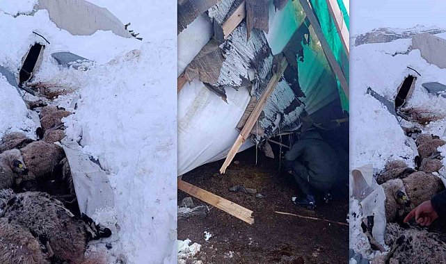 Erzincan'da hayvanların kaldığı çadır çöktü, 55 koyun telef oldu
