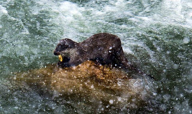 Erzincan'da nesli tükenmekte olan su samuru görüntülendi