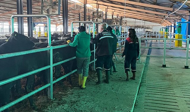 Erzincan'da Şap Aşılama Kampanyası 7 Aralık'a uzatıldı