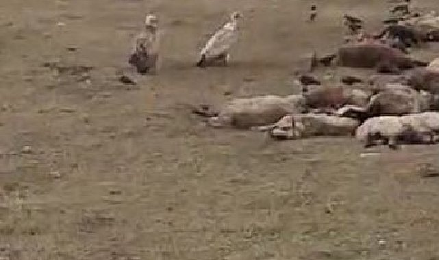 Göle'de kara akbaba sürüsü görüntülendi