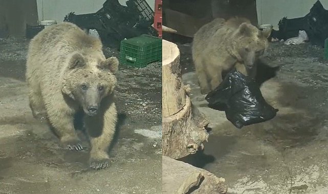 Hakkari'de şantiyeye giren ayı kameraya yansıdı