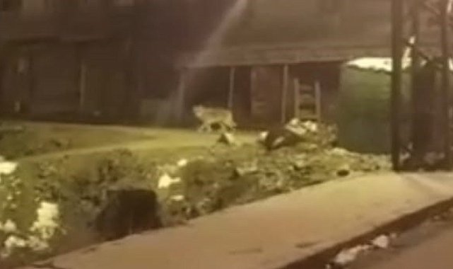 Hakkari'de aç kalan kurt şehir merkezine indi