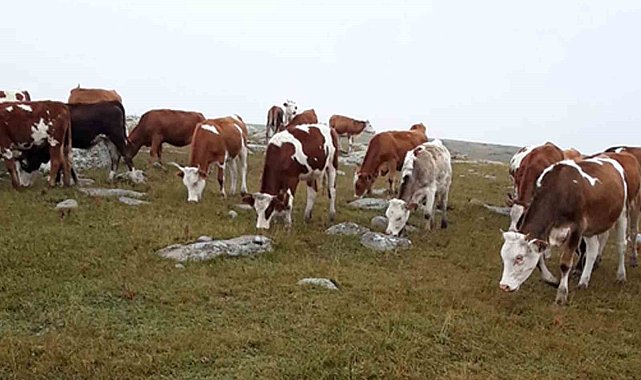 Hayvan hırsızları, jandarmanın takibiyle yakalandı