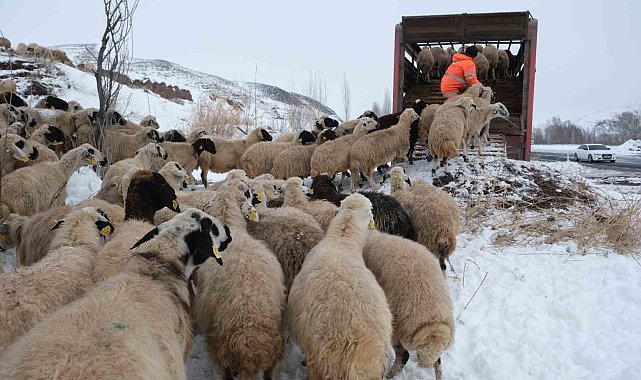 İlkbaharda yaylalara çıkarılan koyun sürüleri geri dönüş yolunda