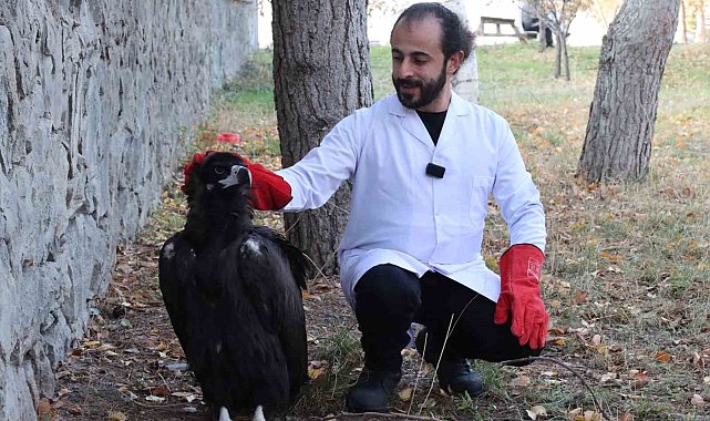 Kara akbaba artık şefkatli ellerde