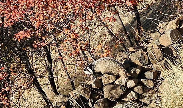 Kırmızı listede bulunan 'Porsuk' Elazığ'da görüldü