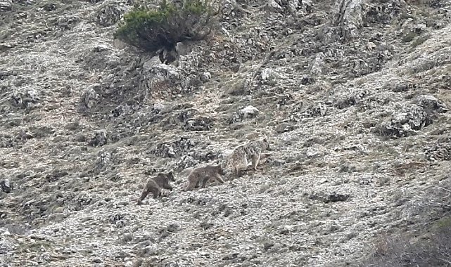 Kış uykusu öncesi doğada yavrularıyla gezinen ayı görüntülendi