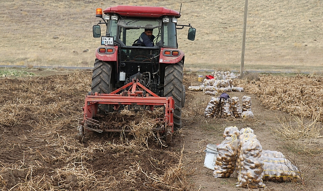 Mor patates Ağrı'da tarımı çeşitlendirdi
