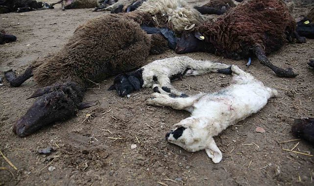 Muş'ta kurtlar koyun sürüsünü telef etti