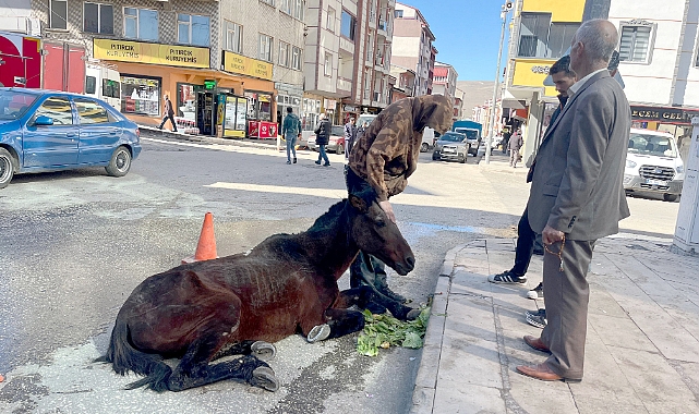 Sarıkamış'ta bitkin düşen at vatandaşların yardımıyla kurtarıldı