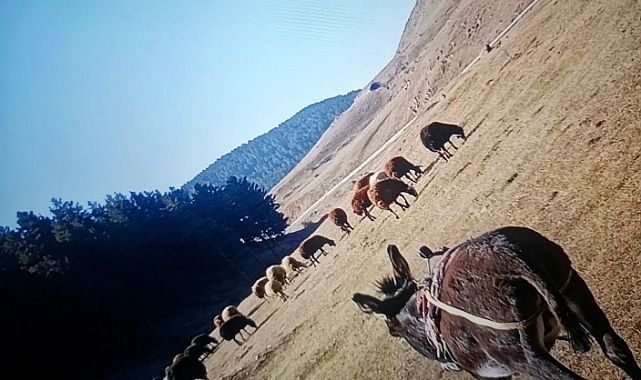Sarıkamış'ta hayvan hırsızlığı 