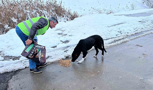 Sokak hayvanları için besleme çalışması yapıldı