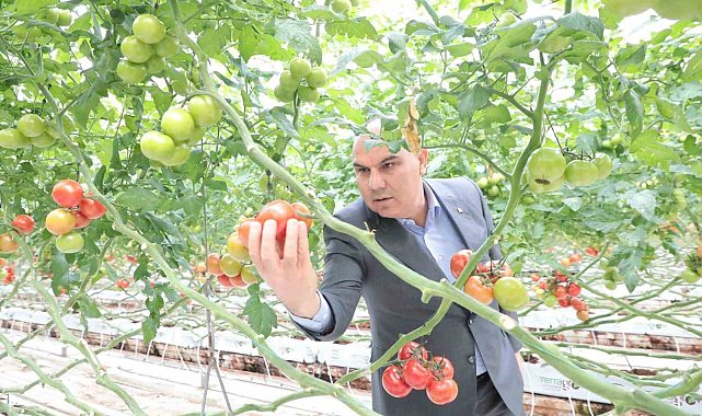 Vali Koç jeotermal sera alanında incelemelerde bulundu