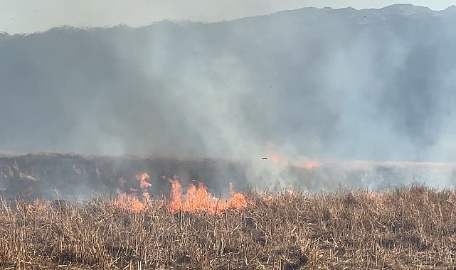 Yüksekova'da onlarca kuş türünün yaşadığı Nehil Sazlığı yanıyor