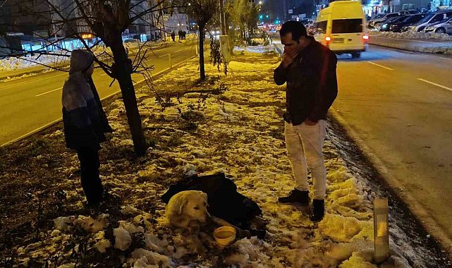 Aracın çarptığı köpeğin başından bir an olsun ayrılmadı