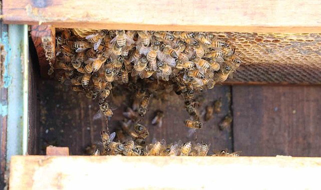 Arılar yıllar sonra ilk defa kış uykusuna erken yattı
