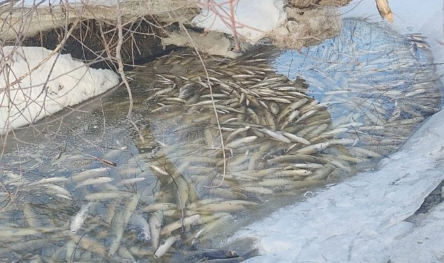 Aşkale'de balık ölümleri