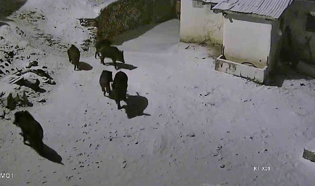 Elazığ'da aç kalan domuz sürüsü yerleşim yerine indi: O anlar kamerada