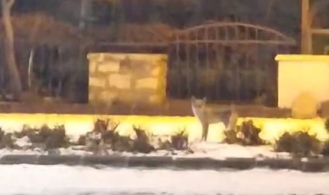 Elazığ'da aç kalan tilki yiyecek bulmak için şehre indi