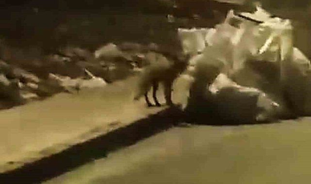 Elazığ'da aç kalan tilki yiyecek bulmak için şehre indi
