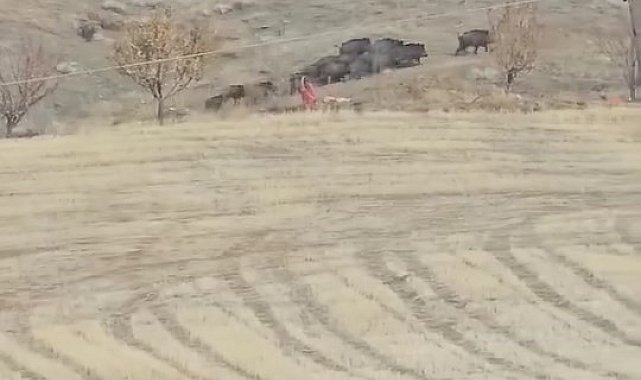 Elazığ'da domuz sürüsü görüldü