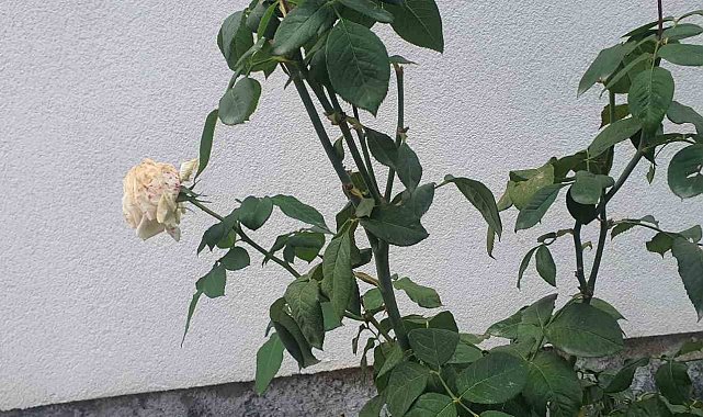 Elazığ'da kış mevsiminde gül ağacı çiçek açtı