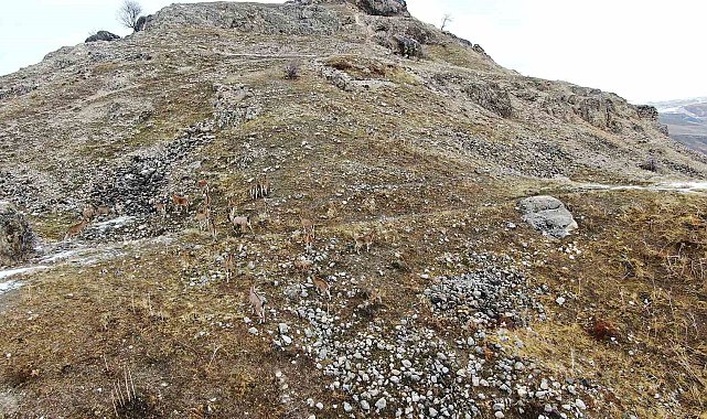 Elazığ'daki Palu Kalesi'nde dağ keçileri dronla havadan görüntülendi
