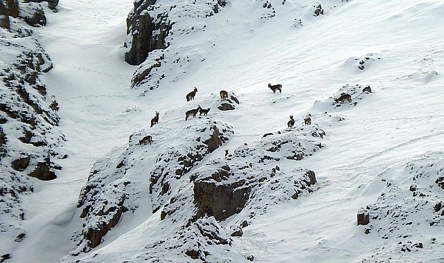 Erzincan'da drone yaban hayatını tehdit ediyor