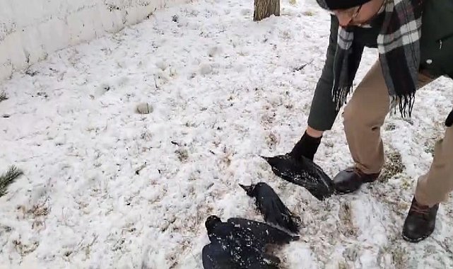 Erzincan'da kargalar dondu