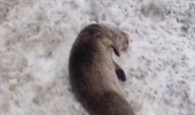 Erzincan'da nesli tükenmekte olan vaşak ve su samuru araç çarpması sonucu telef oldu