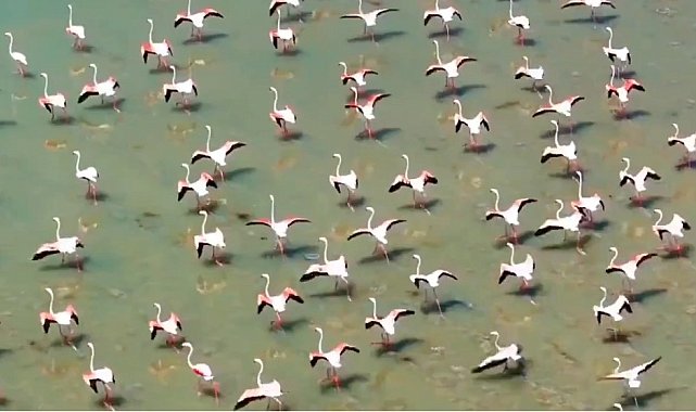 Flamingolar Van'ı çok sevdi