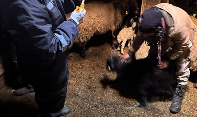 Güroymak'ta küçükbaş hayvanlar için aşı ve küpe çalışmaları sürüyor