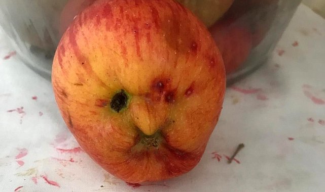Hakkari'de insan yüzlü elma şaşırttı