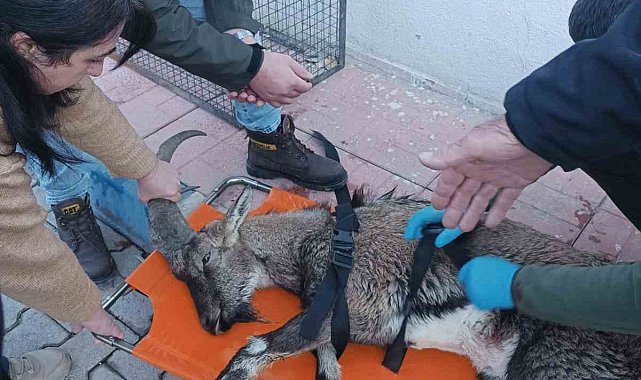 Hakkari'de yaralı dağ keçisi tedavi altına alındı