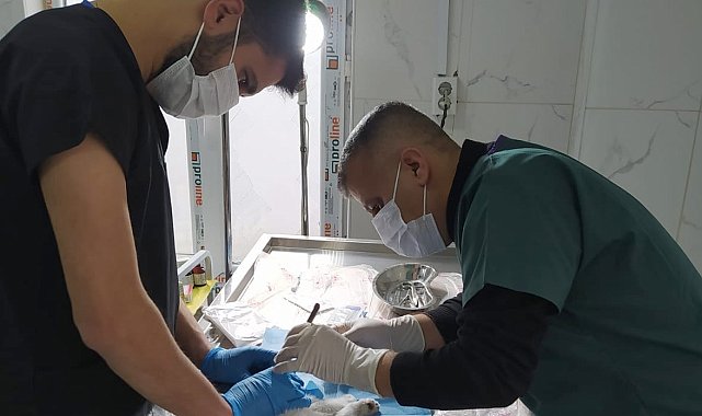 Hakkâri'de gözü yerinden çıkan kedi ameliyat edildi