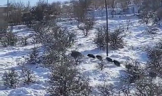 Harput'ta domuz sürüsü görüldü