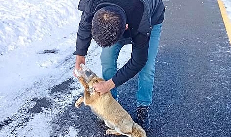 Kafası kutuya sıkışan tilki kurtarıldı