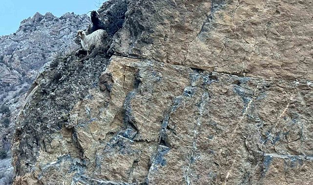 Kayalıklarda mahsur kalan 4 keçiyi itfaiye kurtardı