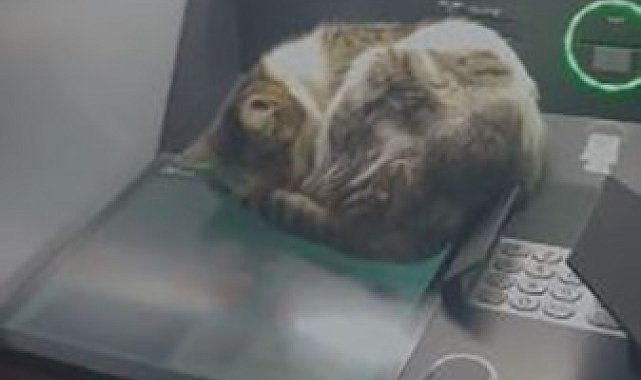 Kedi ATM'de uyudu, vatandaşlar rahatsız etmemek için başka ATM'ye yöneldi