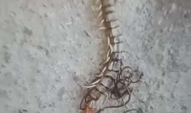 Kırkayağın içinden çıkan at kılı solucanını görünce neye uğradığını şaşırdı
