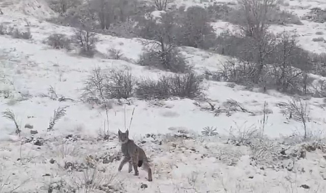 Kırmızı listedeki vaşak Erzincan'da görüntülendi