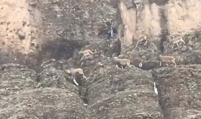 Malatya'da sürü halindeki yaban keçileri görüntülendi