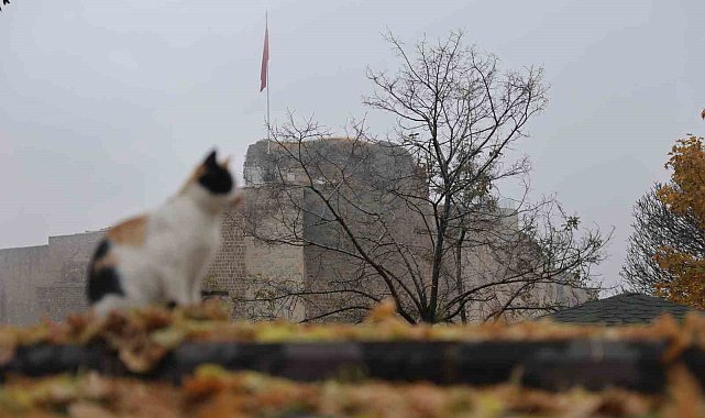 Medeniyetler beşiği Harput'ta 'kedili' manzaralar